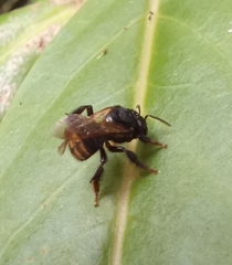 Scaptotrigona postica