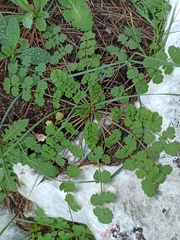 Apiaceae