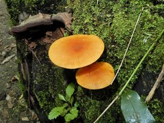 Heimiomyces velutipes