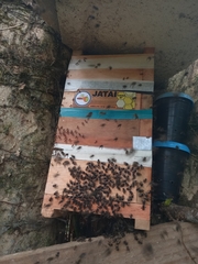 Scaptotrigona postica