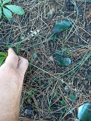 Liliopsida