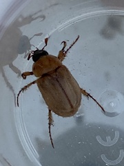 Cyclocephala signaticollis