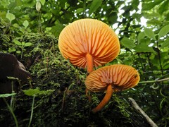 Heimiomyces velutipes