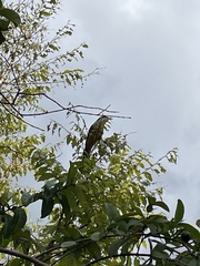 Coccyzus minor