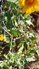 Verbesina encelioides