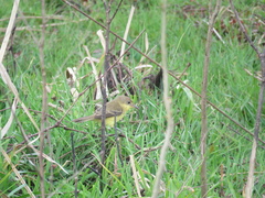 Pseudocolopteryx flaviventris