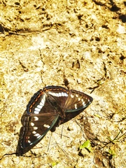 Limenitis populi