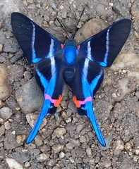 Rhetus arcius