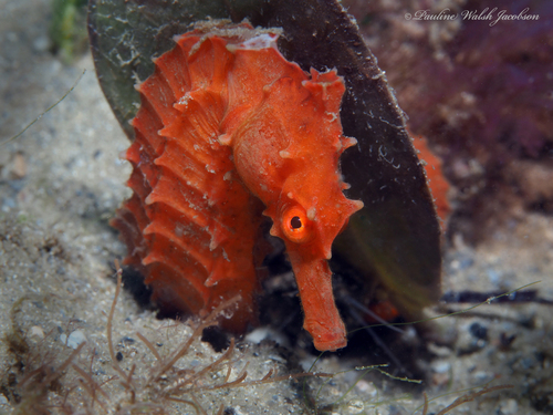 Foto de Caballito de mar hocico largo (Hippocampus reidi)