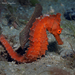 Northern Seahorse - Photo (c) Pauline Walsh Jacobson, some rights reserved (CC BY), uploaded by Pauline Walsh Jacobson