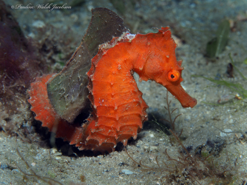 Photo of Longsnout seahorse (Hippocampus reidi)