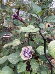 Datura