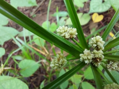 Cyperus luzulae