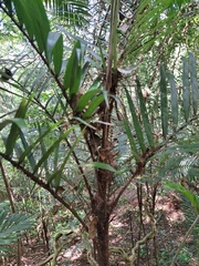 Chamaedorea tepejilote