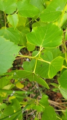 Ampelopsis cordata