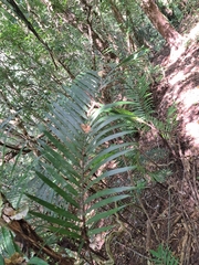 Chamaedorea tepejilote