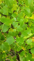 Ampelopsis cordata
