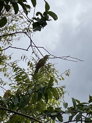 Coccyzus minor