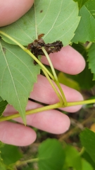 Ampelopsis cordata