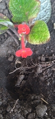 Episcia