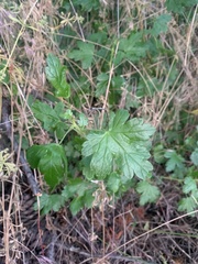 Ribes divaricatum
