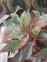 Aglaonema commutatum
