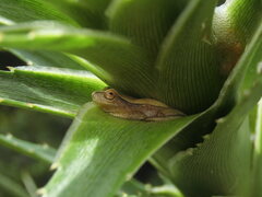 Dendropsophus nanus