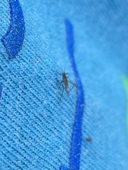 Tuberolachnus salignus