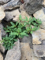 Penstemon cardwellii