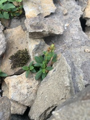 Penstemon cardwellii