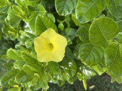 Pentalinon