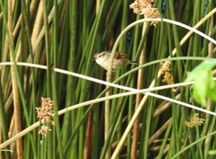 Phleocryptes melanops