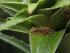 Dendropsophus nanus