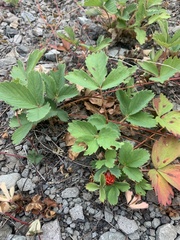 Fragaria virginiana platypetala