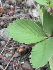 Fragaria virginiana platypetala
