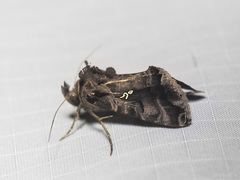 Plusiopalpa adrasta