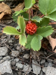 Fragaria virginiana platypetala