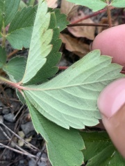 Fragaria virginiana platypetala