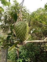 Annona muricata