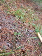 Sericocarpus linifolius