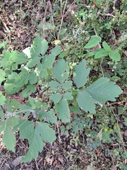 Cardiospermum grandiflorum