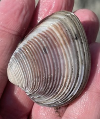 Hysteroconcha rosea