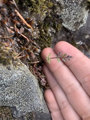 Lomatium hallii