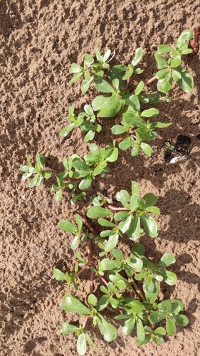 Common Purslane