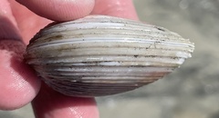 Hysteroconcha rosea