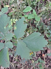 Cardiospermum grandiflorum