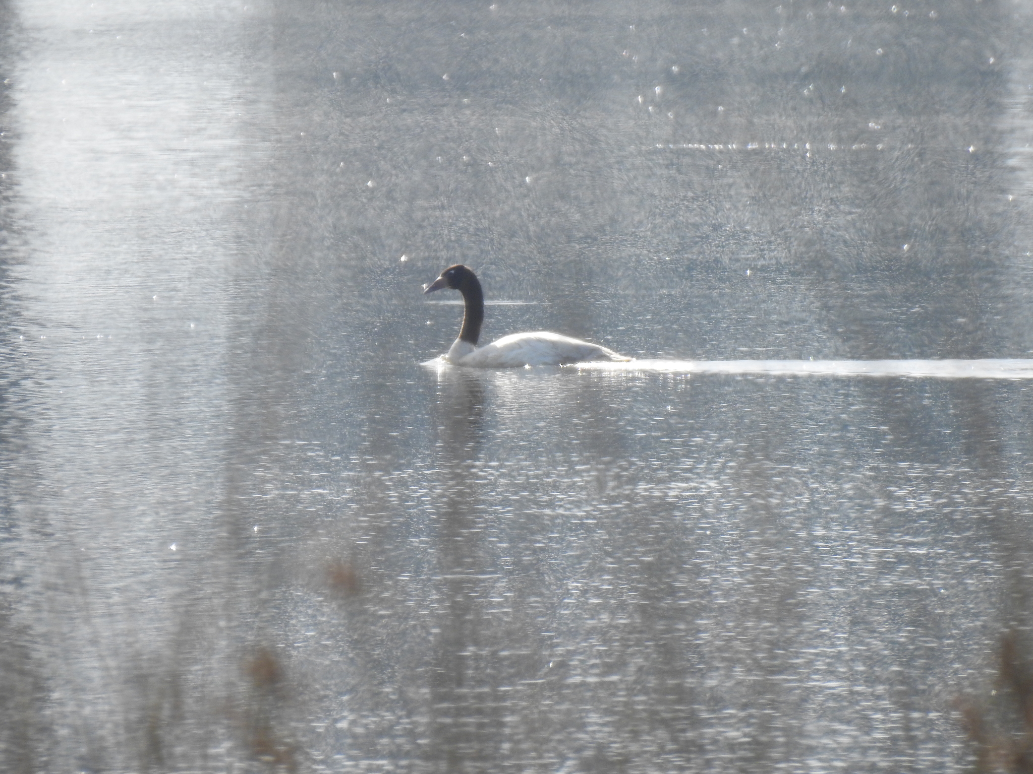 Black-necked Swan