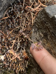 Lomatium hallii