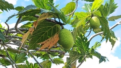 Artocarpus altilis