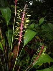 Pitcairnia multiflora
